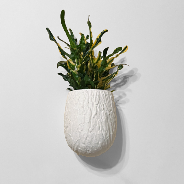 White textured wall planter with a vibrant green and yellow variegated plant