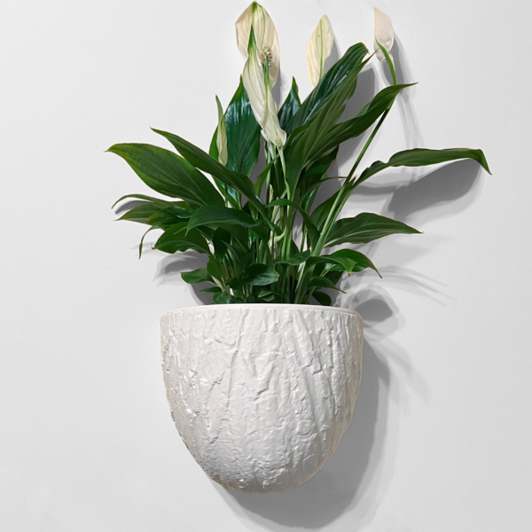 White textured wall planter holding a peace lily plant