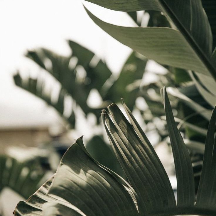 Close-up view of large tropical leaves